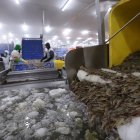 China es el principal consumidor del camarón ecuatoriano.