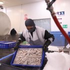 Exportadora de camarones rechaza la decisión de China, de no recibir su producto.