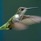 Un tipo de colibrí puede contar para dar con la mejor flor.