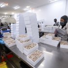 China es el principal consumidor del camarón ecuatoriano. Hasta abril adquirió el 64% de la oferta nacional.