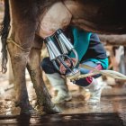De enero a junio de este año, la producción de leche alcanzó los 3,3 millones de litros diarios.