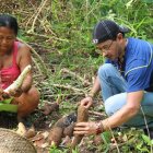 Chacra. Juan Aniceto junto a Dina Payaguaje, cosechando yuca en una de las chacras de la comunidad Secoya Remolino