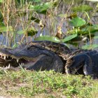 Un lagarto americano atacando una pitón de Birmania.