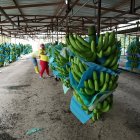 Los productores trabajaron durante la pandemia.
