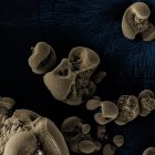 Nódulos de  manganeso generados por las bacterias encontradas.