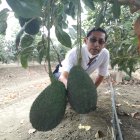 Andrés Villamil espera que en el 2021 la producción de aguacate despunte sustancialmente.