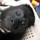 En febrero de 2016 hubo la muerte de 44 monos aulladores.