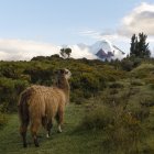 Foto de Yinna Higuera, presidenta de la Asociación de Fotógrafos del Ecuador.