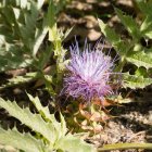 La plantación de la "morra" se inició en 2011 con el objetivo de recuperar este endemismo ibérico que se encuentra en peligro de extinción.