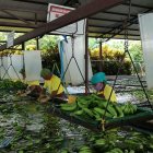 El banano no se cotiza bien.