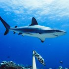 Estos depredadores estan funcionalmente extintos en el 20% de los sitios estudiados.