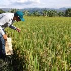 En el Centro de Investigación Nacional del Arroz se reconoce que dos temas pendientes son la investigación en temas de la genética de las semillas y la urgencia de mecanizar los suelos.