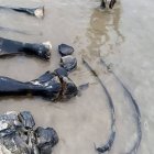 Los científicos extrajeron parte de los fósiles de mamut.