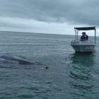 Rescataron una ballena jorobada, de 8 metros de largo, enredada en mallas de pesca.