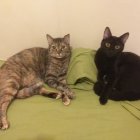 Noche y Gorda son parte de los gatos rescatados que viven en la casa de Carola Ortiz.