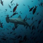 Hace dos semanas la Marina de Ecuador alertó que una flota pesquera compuesta por unas 260 embarcaciones, en su mayoría de bandera china, navegaba cerca de las Galápagos.