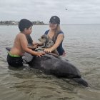 Hecho. Instante en el que Lucas, junto a sus dueños, intentaba ayudar al delfín.