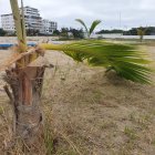Hecho. Así permanecen las palmeras. Hasta la noche del domingo, no se reportó ningún incidente.