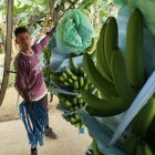 Los productores dicen vivir días complicados. Los precios que reciben no cubren, los costos de sus cultivos.
