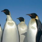El aumento de colonias aumenta la tasa de población de pingüinos Emperador en un 5 a 10%.