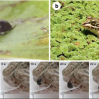 Regimbartia attenuata tiene una técnica para escapar de la muerte un poco peculiar.