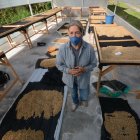 Cultivo. Hace cinco años, Vilma Peñaherrera dejó la producción de leche por la de café. Cultiva granos orgánicos de tres especialidades en el sector de Nanegalito.