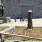 Así lucen los árboles de la Facultad de Arquitectura hoy.