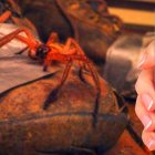 Los creadores de Critterpedia esperan salvar vidas y educar con esta app.