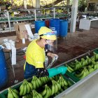 El sector bananero aumentó sus exportaciones tanto en volumen como en valores.