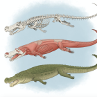 Ilustración del Deinosuchus para Journal of Vertebrate Paleontology