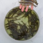 La calidad del camarón ecuatoriano es superior.