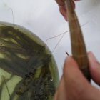 El camarón es el principal producto de exportación