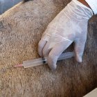 Foto cedida por el Instituto Vital Brazil que muestra un ensayo del suero en un caballo.