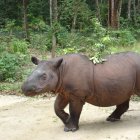 Rinoceronte de Sumatra en el Sumatran Rhino Sanctuary en Lampung, Indonesia.