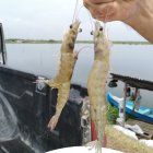 El camarón está afectado por los bajos precios.