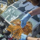 "Ahora es nuestra responsabilidad asegurarnos de que permanezca así para las generaciones venideras", asegura un de los científicos sobre el hallazgo.