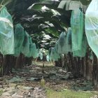 Ecuador tiene siembras nuevas y productores sin legalizar sus predios en todas las provincias.