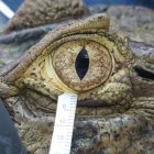 Las lágrimas de cocodrilo siguen la misma fórmula básica de las humanas: agua, moco, aceite.