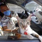 Luego de movilizar a sus mascotas, Sonny aspira el interior del auto, lo desinfecta y aromatiza.