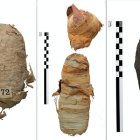 Las tres momias de animales.