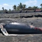 Hace dos días, el ballenato aterrizó muerto en la playa.