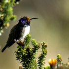 El Oreotrochilus chimborazo canta con una frecuencia fundamental de 13,4 kilohertzios (kHz) y alcanza notas de hasta 16 kHz.