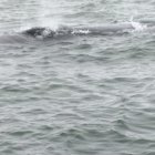 La ballena fue fotografiada por pescadores.