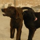 Brauni, el can de la izquierda es el can que salvó a la habitante. El dueño del can asegura que el perro es manso.