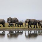 Son más de 20 los elefantes muertos en Zimbabue por una extraña enfermedad.