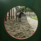 Alfonso, un gran danés, se ejercita en la cancha de agilidad de La Puntilla.