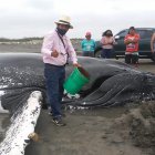 Los moradores intentan mantener vivo al mamífero hasta que lleguen las autoridades.