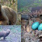 Hay varios animales que son difíciles de ver y registrar en lo extenso de bosques y junglas. Para eso están las cámaras ocultas.