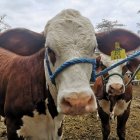 La ganadería siguió durante la pandemia.