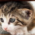 Foto referencial. El caso del gato maltratado quedó registrado en un video.